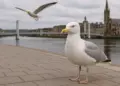 Inverness tackles rising gull menace as urban wildlife clashes escalate