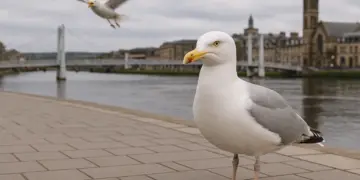 Inverness tackles rising gull menace as urban wildlife clashes escalate