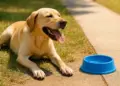 Dog owners warned to protect pets during heatwave