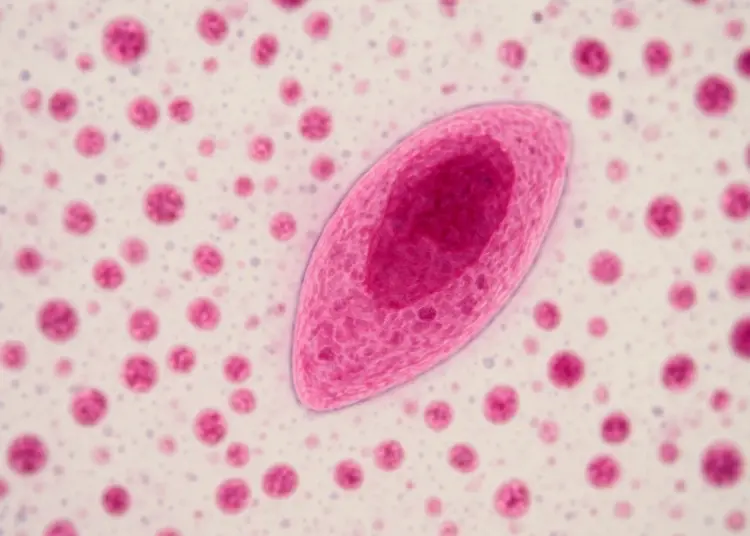 One in three at risk of blindness from overlooked parasite infection