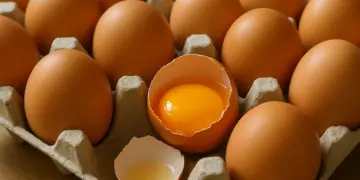 Salmonella outbreak linked to imported eggs causes one death and hundreds of infections
