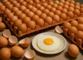 UK faces national salmonella outbreak linked to imported eggs